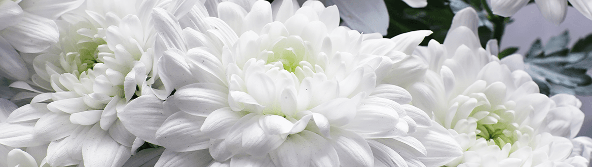 Blumen & Pflanzen