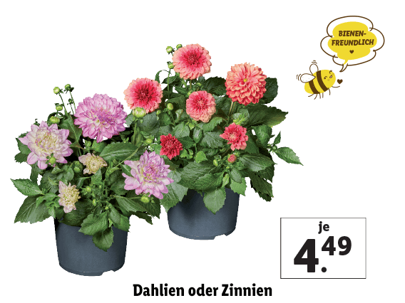 Dahlien oder Zinnien 
