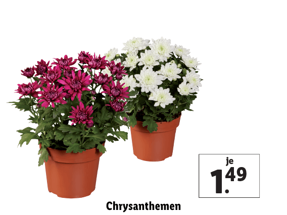 Chrysanthemen 