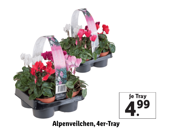 Alpenveilchen, 4er-Tray 