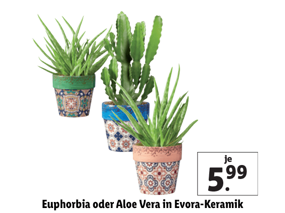  Euphorbia oder Aloe Vera in Evora-Keramik 