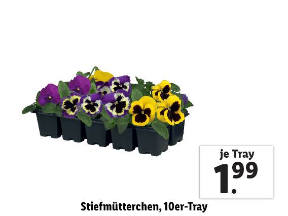  Stiefmütterchen, 10er-Tray 