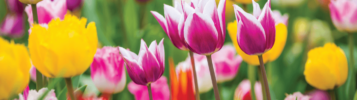 Blumen und Pflanzen