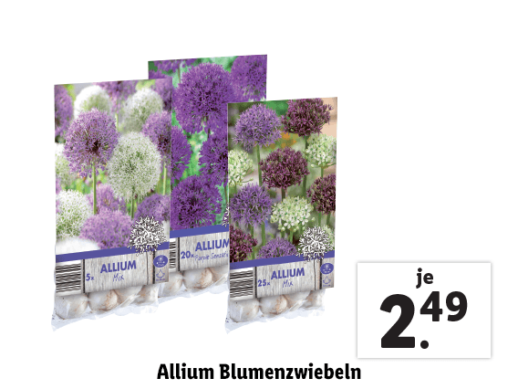  Allium Blumenzwiebeln