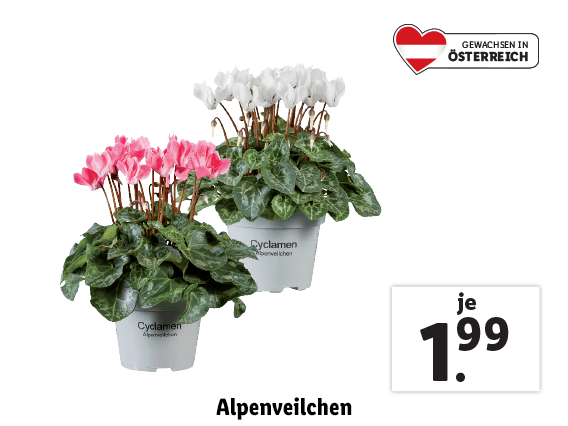  Alpenveilchen 