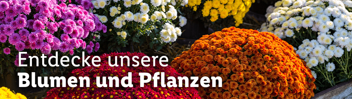 Entdecke unsere Blumen und Pflanzenwelt