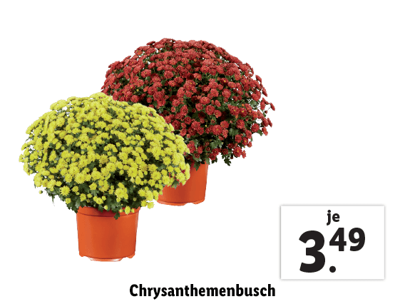 Chrysanthemenbusch 