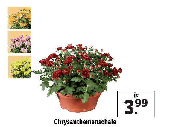 Chrysanthemenschale 