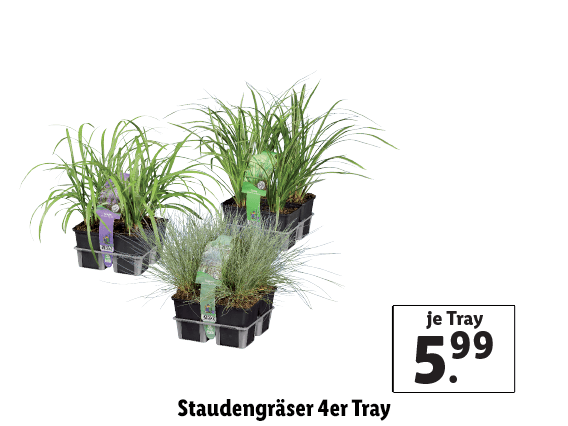 Staudengräser 4er Tray 