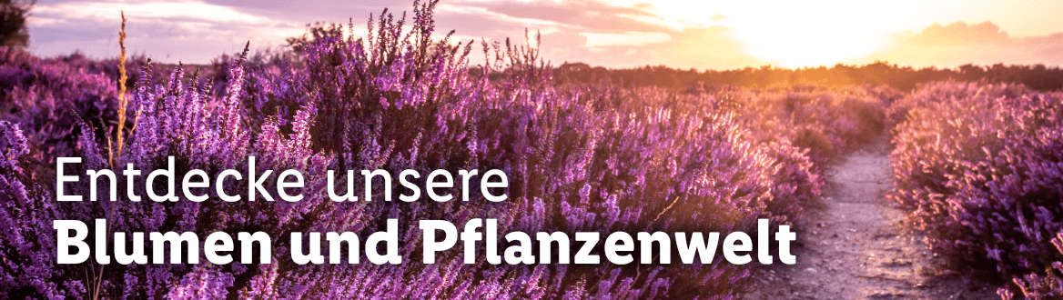 Blumen & Pflanzen