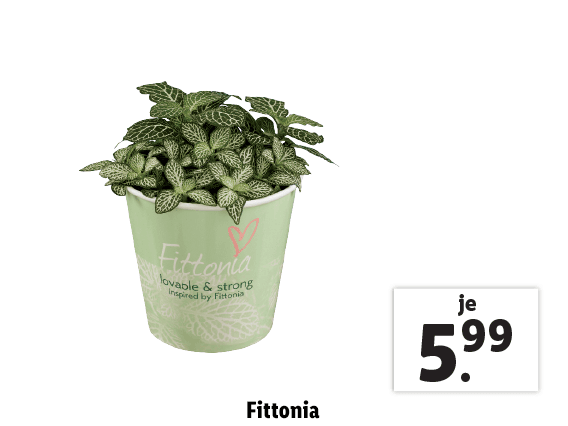 Fittonia 