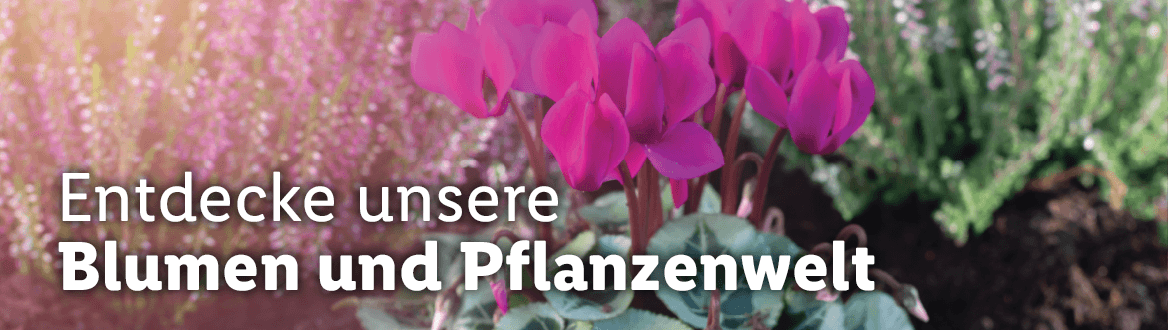Blumen & Pflanzen