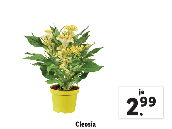 Celosia 