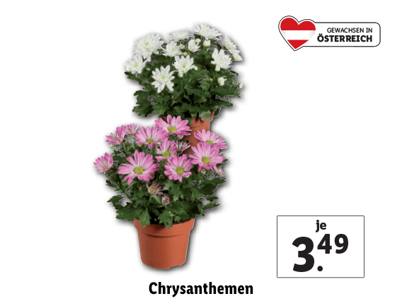 Chrysanthemen 