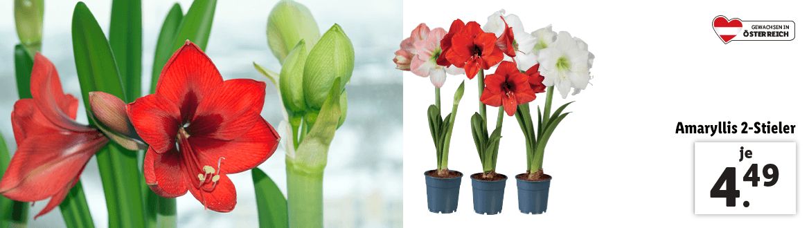Amaryllis 2-Stieler 