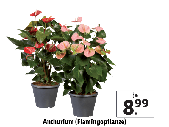 Anthurium (Flamingopflanze) 