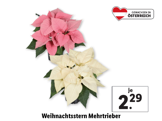 Weihnachtsstern Mehrtrieber 