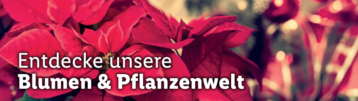 Blumen & Pflanzen