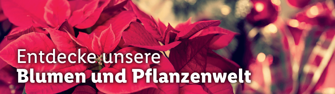 Blumen und Pflanzen