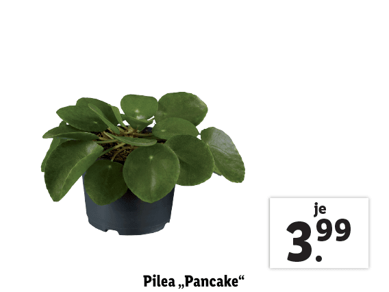 Pilea „Pancake“ 