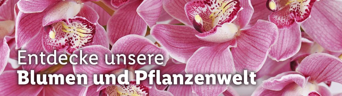Blumen & Pflanzen