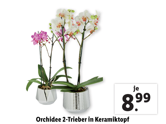 Orchidee 2-Trieber in Keramiktopf 