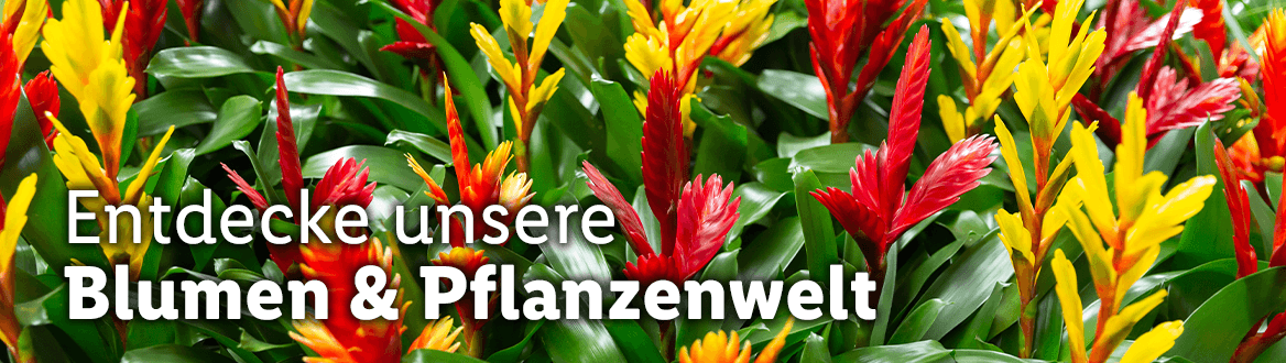 Blumen & Pflanzen