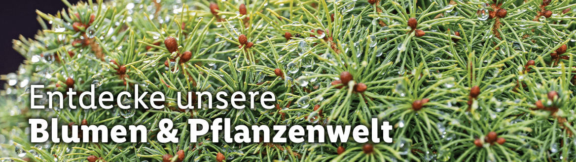 Blumen & Pflanzen