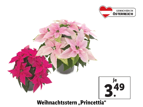 Weihnachtsstern „Princettia“ 