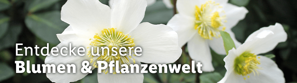 Blumen & Pflanzen