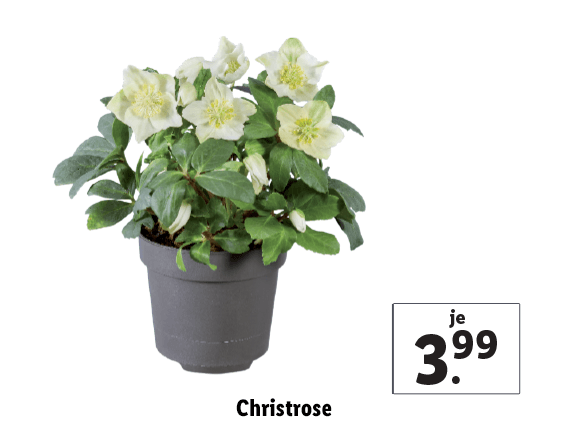 Christrose 