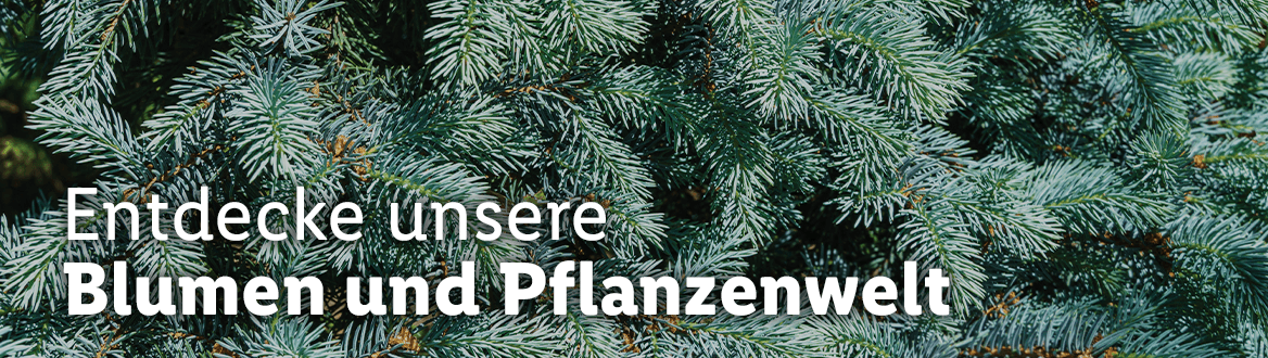 Blumen & Pflanzen
