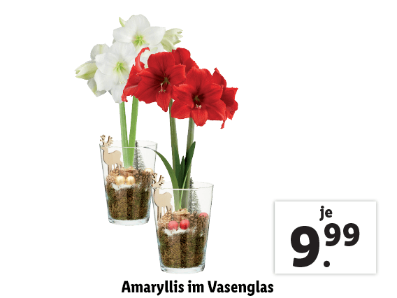 Amaryllis im Vasenglas 