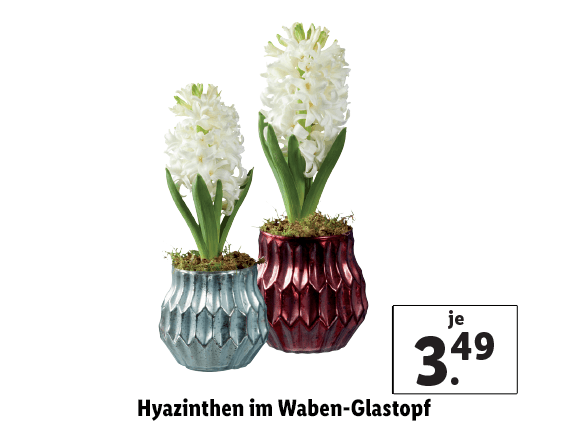 Hyazinthen im Waben-Glastopf 