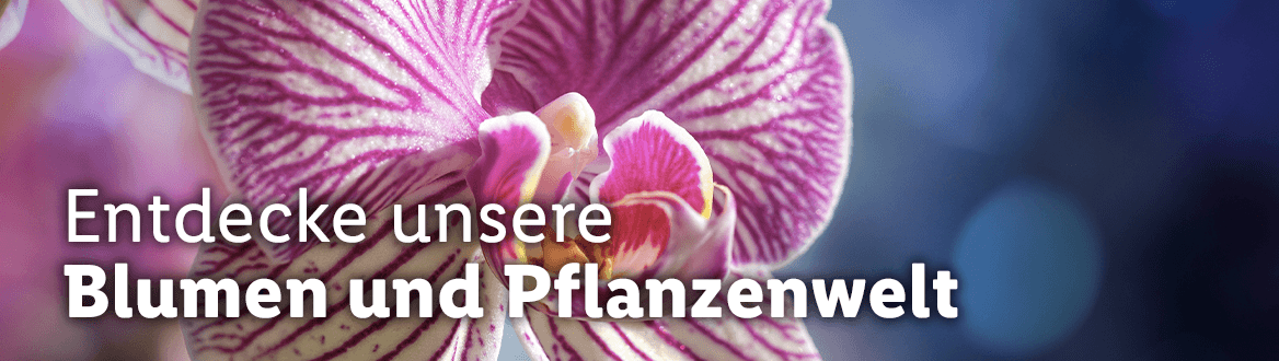 Blumen & Pflanzen