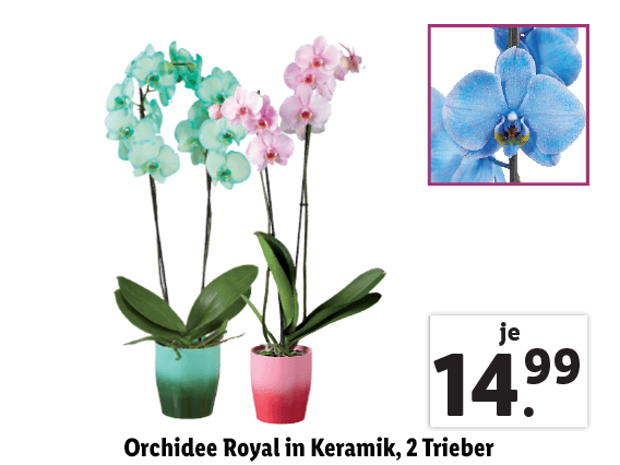 Orchidee Royal in Keramik, 2 Trieber 