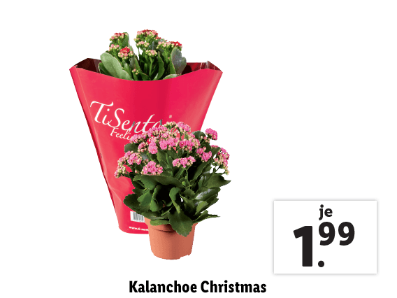 Kalanchoe Christmas 