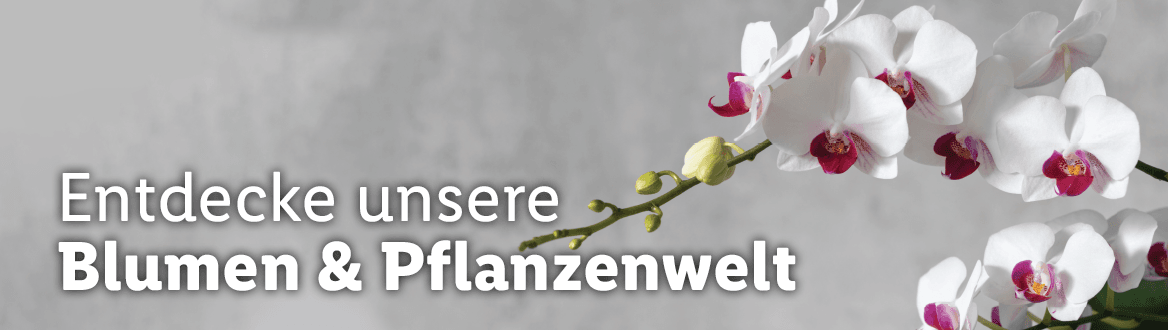 Blumen und Pflanzen