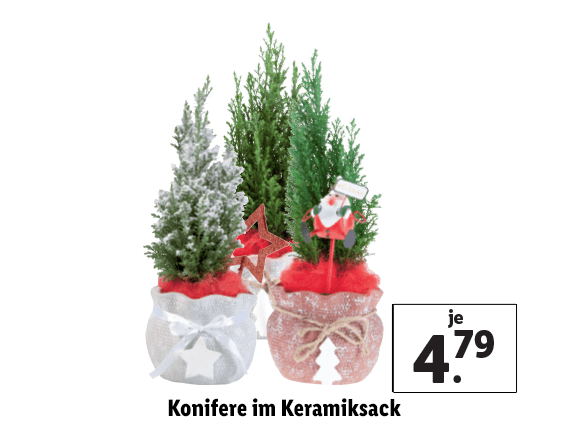 Konifere im Keramiksack 