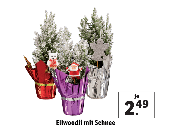 Ellwoodii mit Schnee 