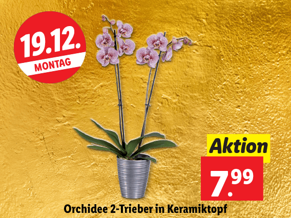 Orchidee 2-Trieber in Keramiktopf 
