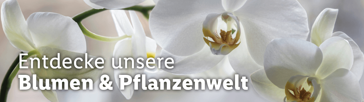 Blumen & Pflanzen
