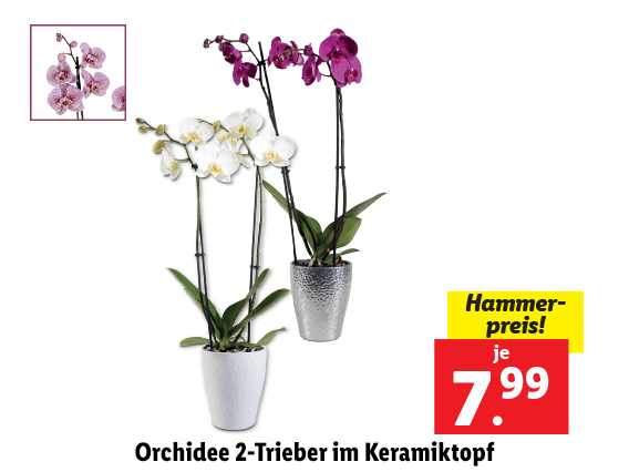 Orchidee 2-Trieber im Keramiktopf 