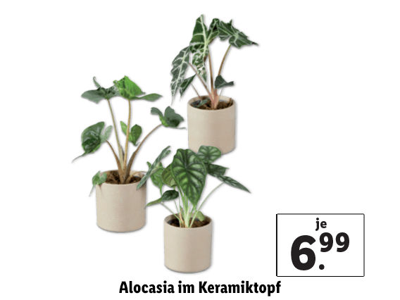 Alocasia im Keramiktopf