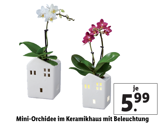Mini-Orchidee im Keramikhaus mit Beleuchtung