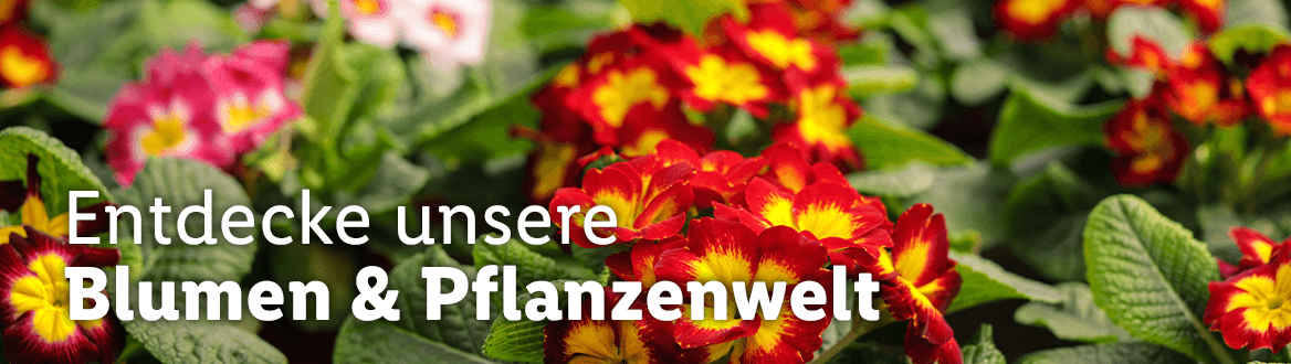 Blumen & Pflanzen