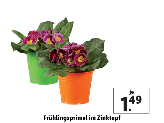 Frühlingsprimel im Zinktopf 