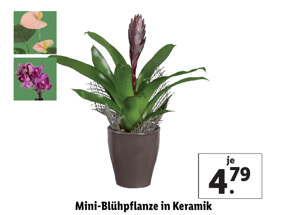 Mini-Blühpflanze in Keramik 