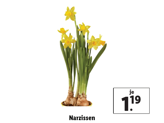 Narzissen 