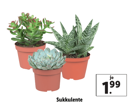 Sukkulente 